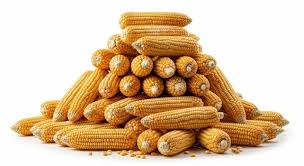 Yellow Corn Maize