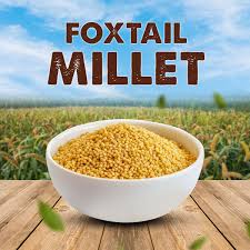 Foxtail millet