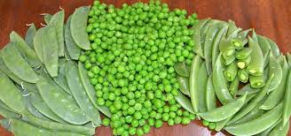 Pea Beans