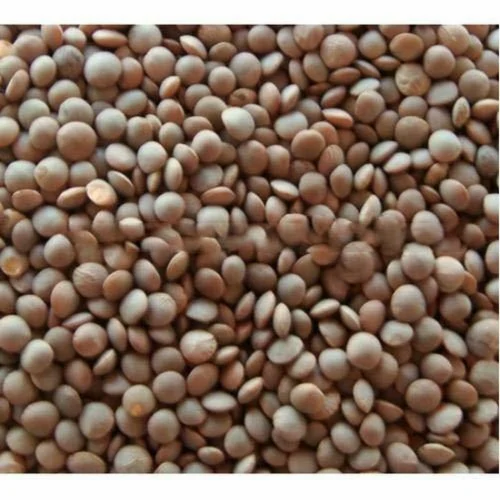 Organic Masoor Whole, Packaging Size: 50 Kg