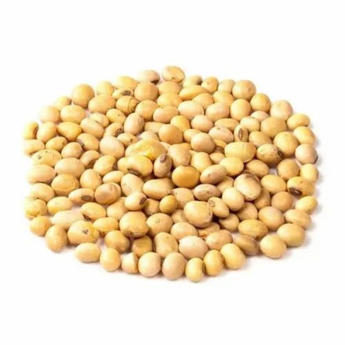 Soy Bean Grain, Soybean Meal