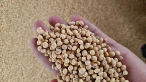 Soy Bean, Soybean Meal