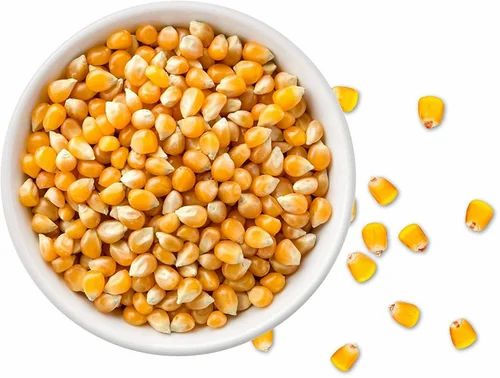 Dried Popcorn Maize Seeds
