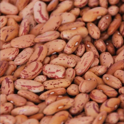 Red Chitra Rajma