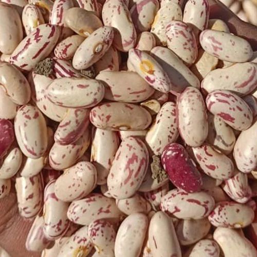 Speckled Kidney Bean Or Rajma