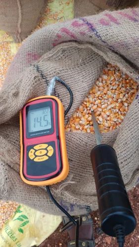 Maize Corn