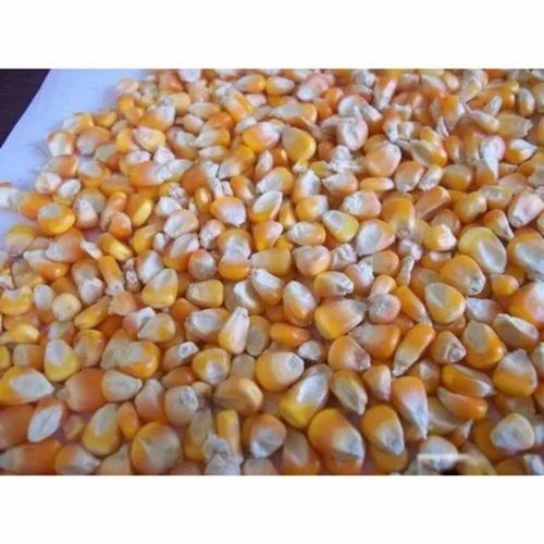 Natural Yellow Maize, 50 Kg, Whole