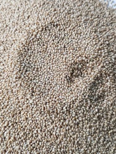 Unpolished Foxtail Millet, Form: Grain