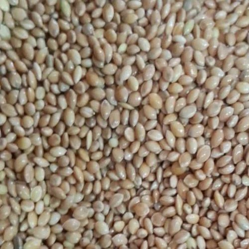 Yellow Proso Millet Moti Kangni Proso Millet, For Bird Feed