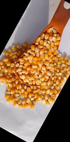Yellow Butterfly Popcorn Kernel Seeds