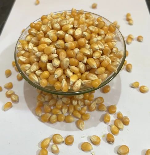Yellow Mushroom Popcorn Kernels for Restaurants (40-45 Expansion Ratio)