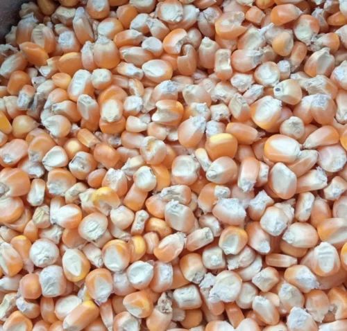 Organic Popcorn Seeds