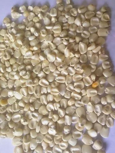 Indian Small White Maize