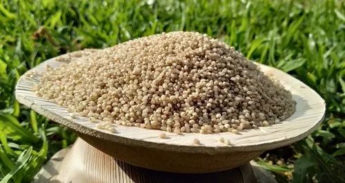 Unpolished Little Millet grains
