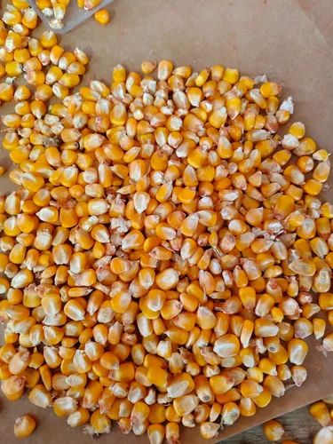 Yellow C Grade Raw Maize