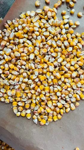 Yellow B Grade Raw Maize