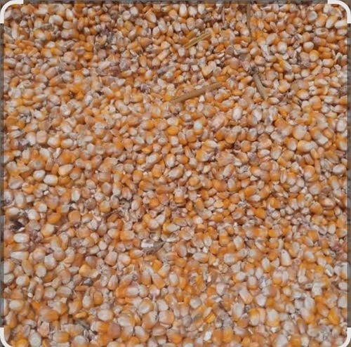 B Grade Makka, Yellow