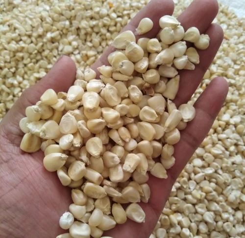 White Corn Maize, For Grain