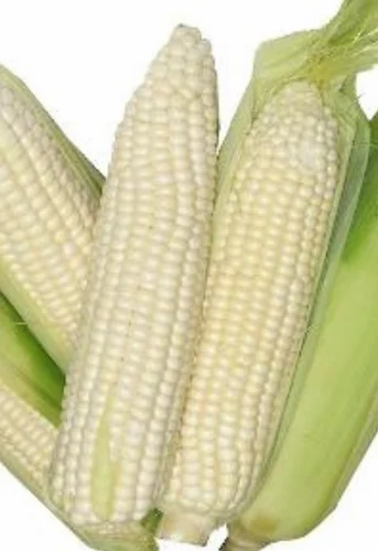 White Maize