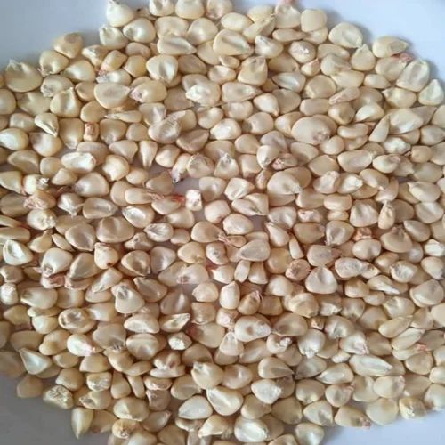 Natural Seeds White Maize Seed